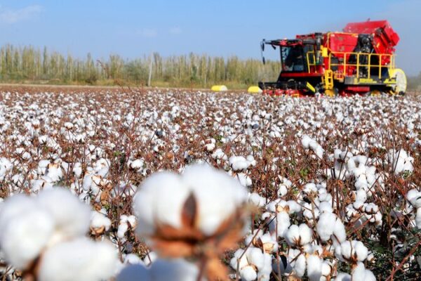 Xinjiang Smashes China’s Cotton Yield Record with Tech-Driven Harvest 🌱🚜 Xinjiang_Smashes_China_s_Cotton_Yield_Record_with_Tech_Driven_Harvest___