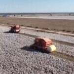 Xinjiang_s_Cotton_Revolution__How_Digitalization_Boosted_Yields_and_Quality___