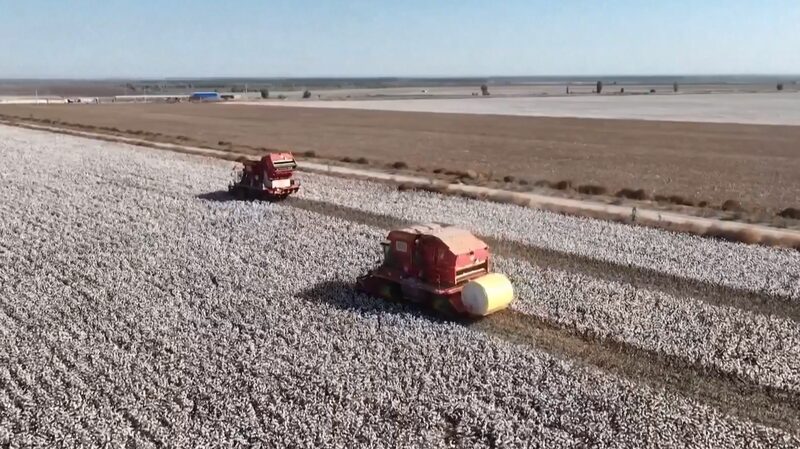 Xinjiang_s_Cotton_Revolution__How_Digitalization_Boosted_Yields_and_Quality___ - 🌍NewspaperAmigo – Your Global News Buddy 🗞️ Xinjiang_s_Cotton_Revolution__How_Digitalization_Boosted_Yields_and_Quality___