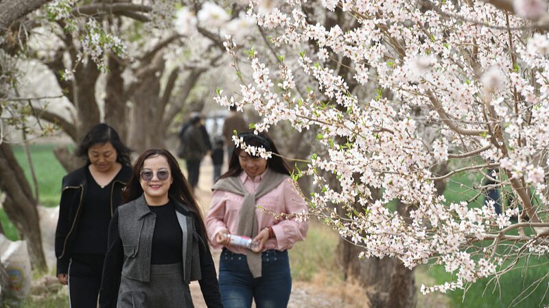 Xinjiang’s Tourism Soars by 62% During Qingming Holiday Xinjiang_s_Tourism_Soars_by_62__During_Qingming_Holiday