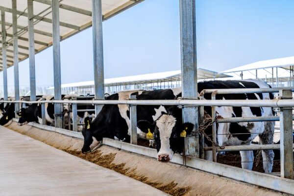 Xizang’s High-Tech Dairy Boost 🐄💡 Xizang_s_High_Tech_Dairy_Boost___