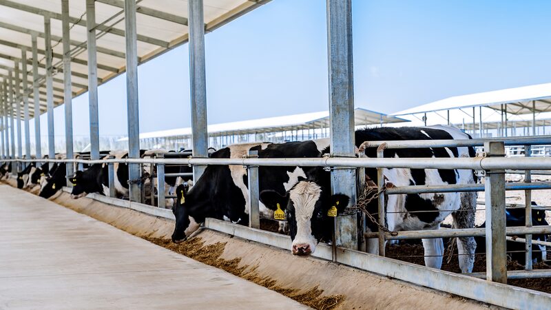 Xizang_s_High_Tech_Dairy_Boost___