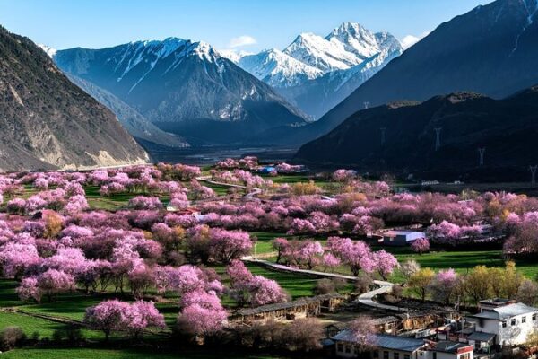 🌸 Xizang’s Spring Bloom Sparks Tourism Surge! 🏔️ __Xizang_s_Spring_Bloom_Sparks_Tourism_Surge____ video poster