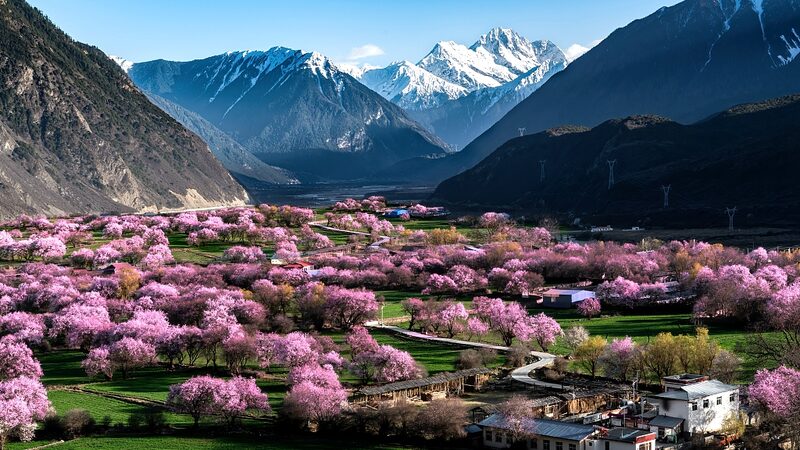 Xizang_s_Spring_Bloom_Sparks_Tourism_Surge_____poster - 🌍NewspaperAmigo – Your Global News Buddy 🗞️ __Xizang_s_Spring_Bloom_Sparks_Tourism_Surge____ video poster