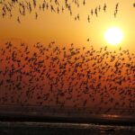 Yalu_River_Estuary__A_Vital_Haven_for_Migratory_Birds