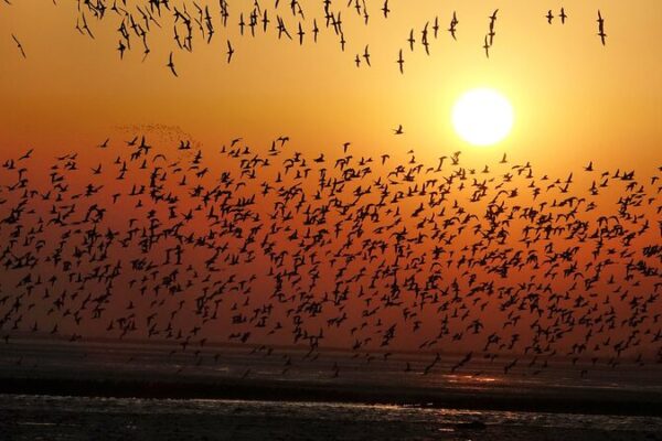 Yalu River Estuary: A Vital Haven for Migratory Birds Yalu_River_Estuary__A_Vital_Haven_for_Migratory_Birds