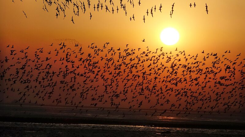 Yalu_River_Estuary__A_Vital_Haven_for_Migratory_Birds - 🌍NewspaperAmigo – Your Global News Buddy 🗞️ Yalu_River_Estuary__A_Vital_Haven_for_Migratory_Birds