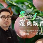 Yangshan_s_Honey_Peaches__Sweet_Secrets_of_Rural_Success___ video poster