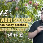 Yangshan_s_Sweet_Secret__Unpacking_the_Hype_Behind_China_s_Honey_Peaches___ video poster