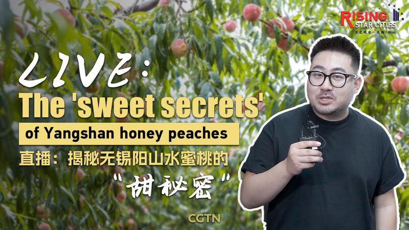 Yangshan_s_Sweet_Secret__Unpacking_the_Hype_Behind_China_s_Honey_Peaches____poster - 🌍NewspaperAmigo – Your Global News Buddy 🗞️ Yangshan_s_Sweet_Secret__Unpacking_the_Hype_Behind_China_s_Honey_Peaches___ video poster