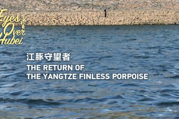 Yangtze Porpoises Make a Comeback in Hubei 🐬🌊 Yangtze_Porpoises_Make_a_Comeback_in_Hubei___ video poster