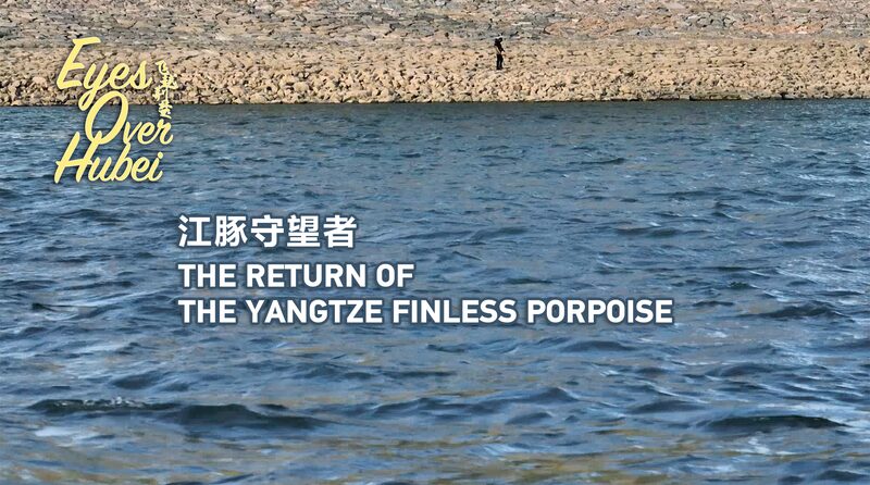 Yangtze_Porpoises_Make_a_Comeback_in_Hubei____poster - 🌍NewspaperAmigo – Your Global News Buddy 🗞️ Yangtze_Porpoises_Make_a_Comeback_in_Hubei___ video poster