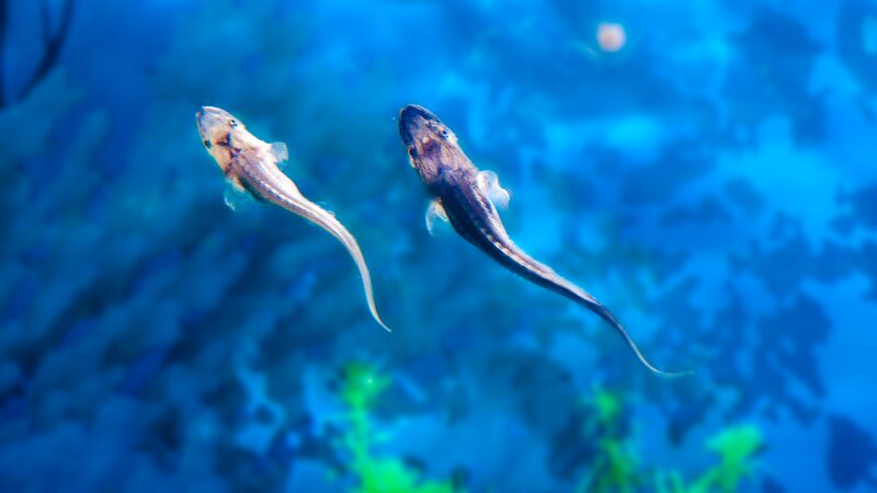 Yangtze_River_Revival__Rare_Fish_Thrive_in_Conservation_Win____poster - 🌍NewspaperAmigo – Your Global News Buddy 🗞️ Yangtze_River_Revival__Rare_Fish_Thrive_in_Conservation_Win___ video poster