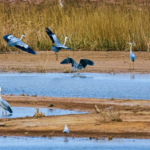 Yellow_River_Estuary__Migratory_Birds__Sanctuary_in_Shandong___