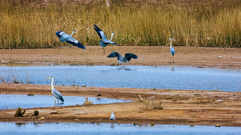 Yellow_River_Estuary__Migratory_Birds__Sanctuary_in_Shandong___