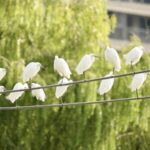 Yinjiang_s_Winter_Wonderland__Migratory_Birds_Signal_a_Thriving_Ecosystem____ video poster