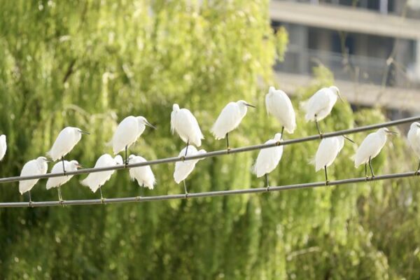 Yinjiang’s Winter Wonderland: Migratory Birds Signal a Thriving Ecosystem 🌿🕊️ Yinjiang_s_Winter_Wonderland__Migratory_Birds_Signal_a_Thriving_Ecosystem____ video poster
