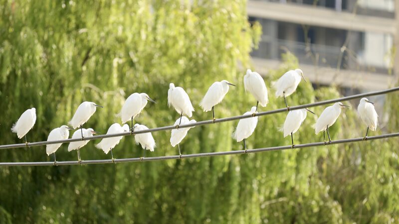 Yinjiang_s_Winter_Wonderland__Migratory_Birds_Signal_a_Thriving_Ecosystem_____poster - 🌍NewspaperAmigo – Your Global News Buddy 🗞️ Yinjiang_s_Winter_Wonderland__Migratory_Birds_Signal_a_Thriving_Ecosystem____ video poster