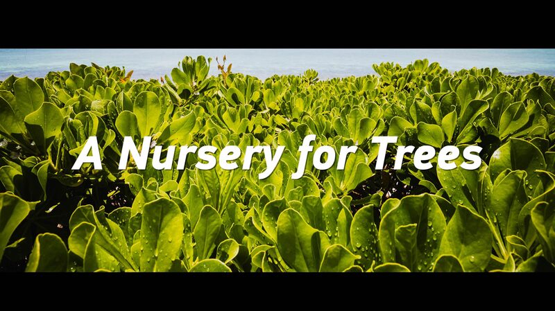 Yongxing Island Shines as a Green Growth Model in South China Sea 🌱✨ Yongxing_Island_Shines_as_a_Green_Growth_Model_in_South_China_Sea___ video poster
