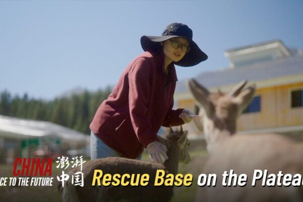 Young Guardians Protect Plateau Wildlife in China’s High Altitudes 🦢🌄 Young_Guardians_Protect_Plateau_Wildlife_in_China_s_High_Altitudes___ video poster
