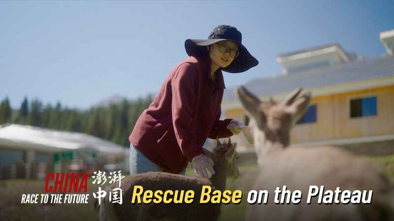 Young_Guardians_Protect_Plateau_Wildlife_in_China_s_High_Altitudes___ video poster