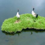 Young_Rangers_Rescue_Rare_Wildlife_in_China_s_Qilian_Mountains___ video poster