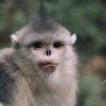 Yunnan_Boosts_Wildlife_Damage_Compensation_to_Protect_Biodiversity___ video poster