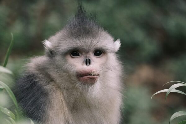 Yunnan Boosts Wildlife Damage Compensation to Protect Biodiversity πΏπΎ Yunnan_Boosts_Wildlife_Damage_Compensation_to_Protect_Biodiversity___ video poster
