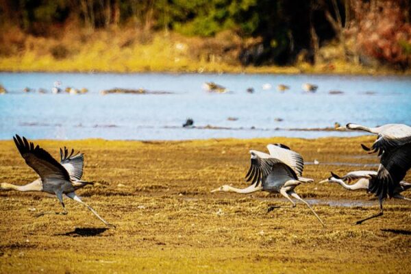 Yunnan Welcomes Winter Birds in Scenic Wetland 🦢🌾 Yunnan_Welcomes_Winter_Birds_in_Scenic_Wetland___