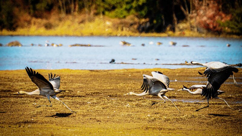 Yunnan_Welcomes_Winter_Birds_in_Scenic_Wetland___