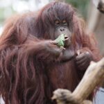 Yunnan_Zoo_Animals_Celebrate_Duanwu_Festival_with_Special_Zongzi_Treats___