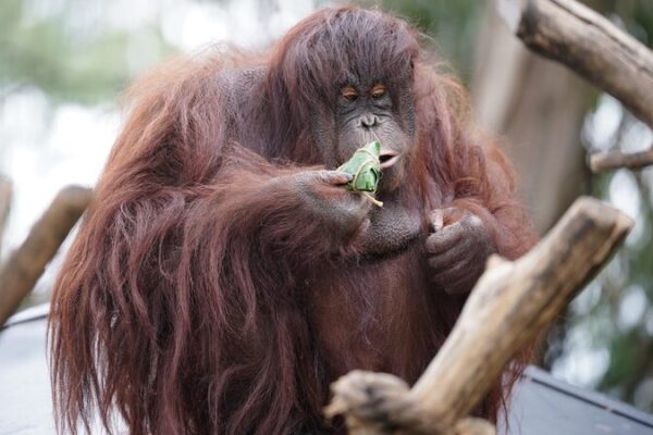 Yunnan Zoo Animals Celebrate Duanwu Festival with Special Zongzi Treats 🐾🎉 Yunnan_Zoo_Animals_Celebrate_Duanwu_Festival_with_Special_Zongzi_Treats___
