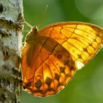 Yunnan_s_Butterfly_Valley_Swarms_with_Millions_in_Stunning_Natural_Show__