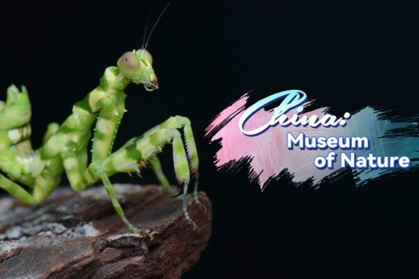 Yunnan’s Rainforests Buzz with Life 🌿🦋 Yunnan_s_Rainforests_Buzz_with_Life___ video poster