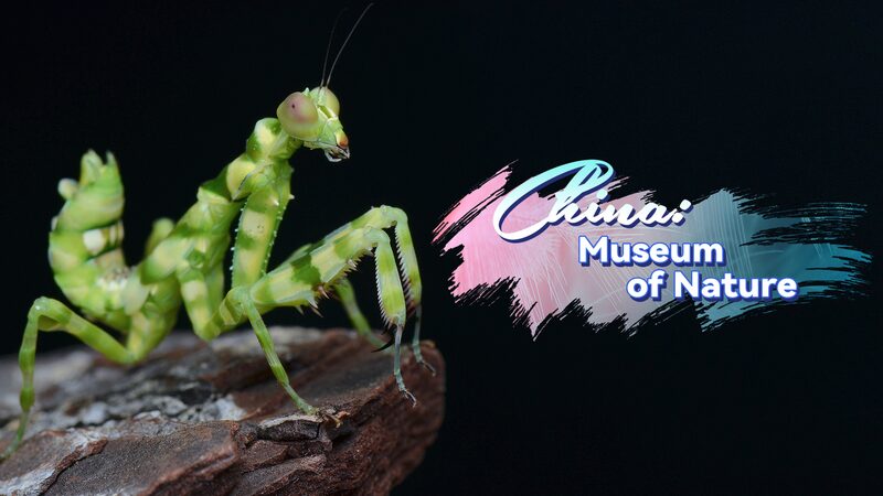 Yunnan_s_Rainforests_Buzz_with_Life___ video poster