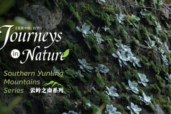Yunnan’s ‘Resurrection Plant’ Defies Death Like a Sci-Fi Superhero 🌱💧 Yunnan_s__Resurrection_Plant__Defies_Death_Like_a_Sci_Fi_Superhero___ video poster