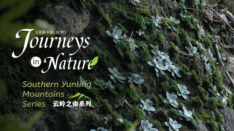 Yunnan_s__Resurrection_Plant__Defies_Death_Like_a_Sci_Fi_Superhero____poster - 🌍NewspaperAmigo – Your Global News Buddy 🗞️ Yunnan_s__Resurrection_Plant__Defies_Death_Like_a_Sci_Fi_Superhero___ video poster