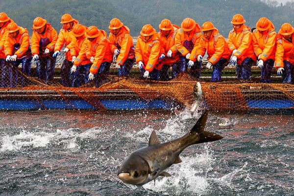 Zhejiang Fishermen Rejoice Over Record-Breaking Catch 🐟🎉 Zhejiang_Fishermen_Rejoice_Over_Record_Breaking_Catch___