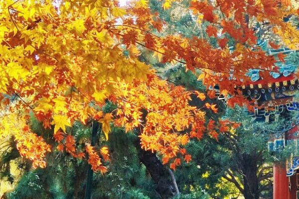 Zhongshan_Park_Shines_with_Colorful_Winter_Vibes_in_Beijing____ - 🌍NewspaperAmigo – Your Global News Buddy 🗞️ Zhongshan_Park_Shines_with_Colorful_Winter_Vibes_in_Beijing____