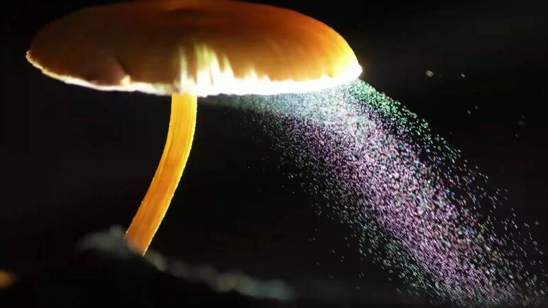 Zhou Qingfeng: From Pharmacology to Fungi Photographer 🌿📸 Zhou_Qingfeng__From_Pharmacology_to_Fungi_Photographer___ video poster