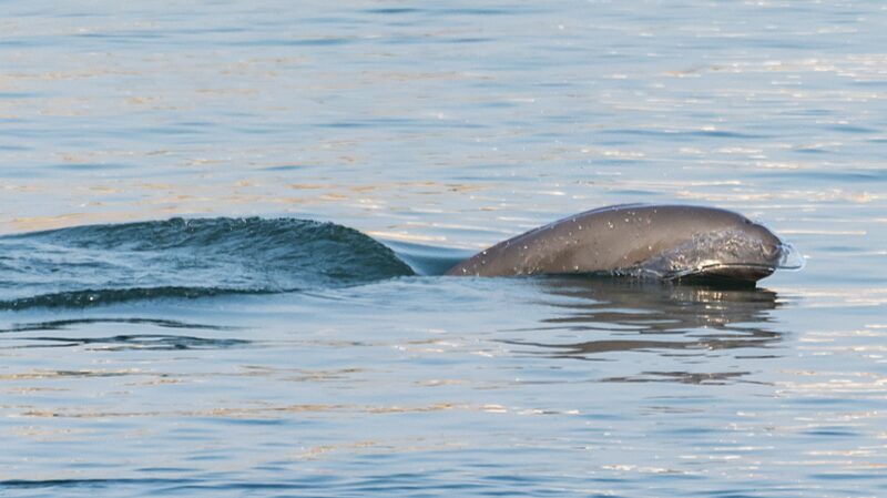 eDNA_Tech_Tracks_Rare_Yangtze_Porpoises_ - 🌍NewspaperAmigo – Your Global News Buddy 🗞️ ___eDNA_Tech_Tracks_Rare_Yangtze_Porpoises_