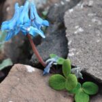 01A90CCB9C284H0SOKSM - 🌍NewspaperAmigo – Your Global News Buddy 🗞️ Alpine Plant’s Camouflage Secrets Uncovered by Scientists 🍃🪨