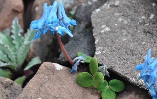 Alpine Plant’s Camouflage Secrets Uncovered by Scientists 🍃🪨