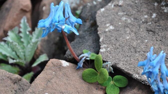 Alpine Plant’s Camouflage Secrets Uncovered by Scientists 🍃🪨
