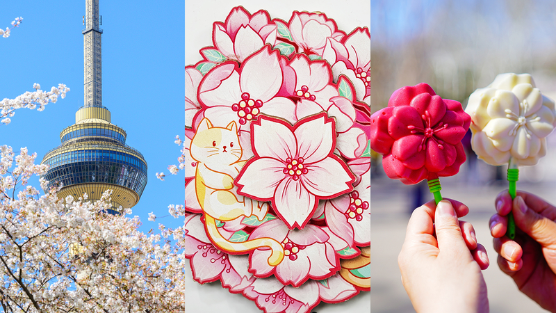 🌸 Cherry Blossom Fever Hits Beijing’s Yuyuantan Park! 🌸 Cherry Blossom Fever Hits Beijing’s Yuyuantan Park!