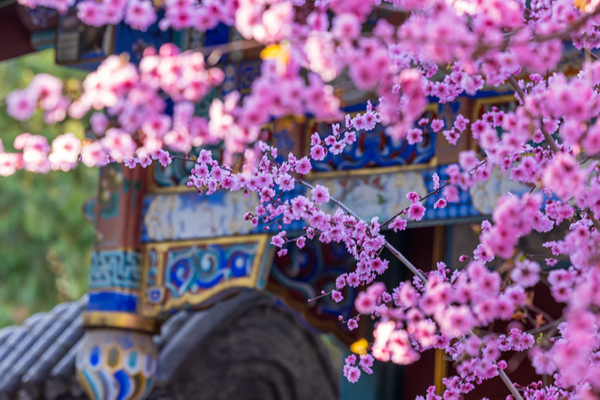 🌸 Beijing’s Zhongshan Park Dazzles with Double-Flowering Plum Blooms 🌸 🌸 Beijing’s Zhongshan Park Dazzles with Double-Flowering Plum Blooms 🌸