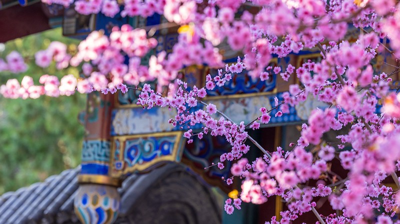 🌸 Beijing’s Zhongshan Park Dazzles with Double-Flowering Plum Blooms 🌸