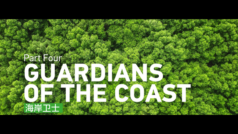 Guardians of the Coast: Mangroves Unite Indonesia & China 🌿🇮🇩🇨🇳 video poster