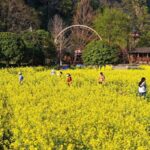 Golden Blooms Paint Spring Magic in China's Anhui 🌼 video poster