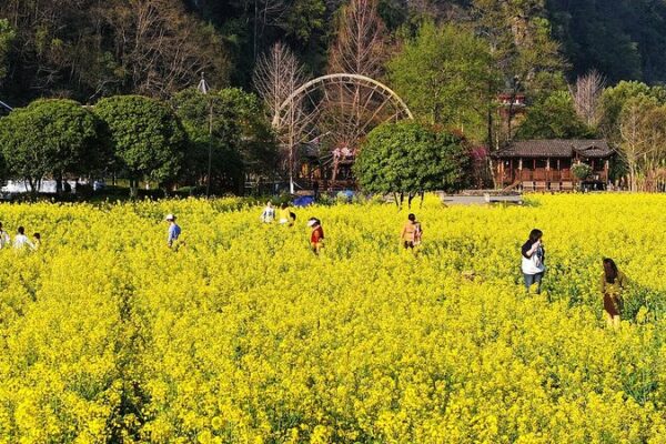 Golden Blooms Paint Spring Magic in China's Anhui 🌼 video poster